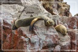 Paracas National Reservation (168) Ballestas islands - South American sea lion