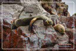 Riserva Nazionale di Paracas (168) Isole Ballestas - Leone marino sudamericano