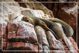 Paracas National Reservat (169) Islas Ballestas - Mähnenrobbe