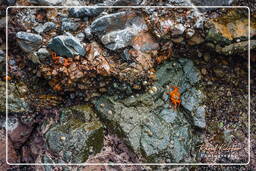 Ballestas islands - Red Crab, Paracas National Reservation (172)
