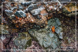 Paracas National Reservation (172) Ballestas islands - Red Crab