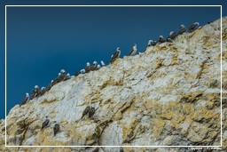Paracas National Reservation (174) Ballestas islands - Peruvian booby