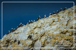 Riserva Nazionale di Paracas (174) Isole Ballestas - Sula del Perù