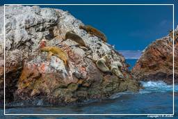 Paracas National Reservation (175) Ballestas islands - South American sea lion