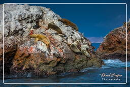 Ballestas islands - South American sea lion, Paracas National Reservation (175)