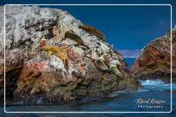 Riserva Nazionale di Paracas (175) Isole Ballestas - Leone marino sudamericano