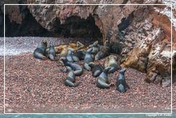 Paracas National Reservation (187) Ballestas islands - South American sea lion