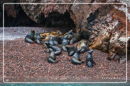 Ballestas islands - South American sea lion, Paracas National Reservation (187)