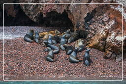 Réserve Nationale de Paracas (187) Îles Ballestas - Otarie à crinière