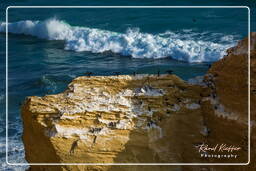 Réserve Nationale de Paracas (225) Punta Arquillo