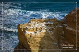 Paracas National Reservation (230) Punta Arquillo