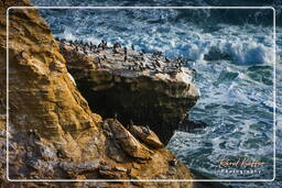 Riserva Nazionale di Paracas (240) Punta Arquillo