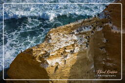 Riserva Nazionale di Paracas (250) Punta Arquillo