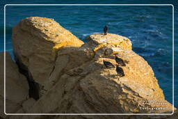 Paracas National Reservation (255) Punta Arquillo