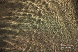 Yumaque beach, Paracas National Reservation (290)