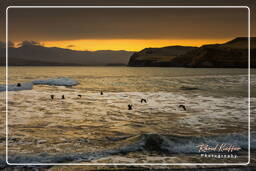 Paracas National Reservation (303) Yumaque beach