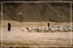 Wadi Hadramout, Iémen (102)