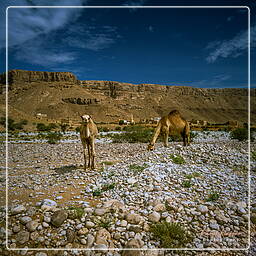 Wadi Hadramout, Iémen (105)