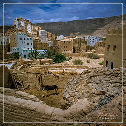 Wadi Hadramout, Iémen (106)