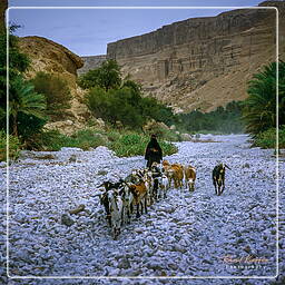 Wadi Hadramout, Yemen (114)