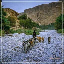 Yémen (114) Wadi Hadramout