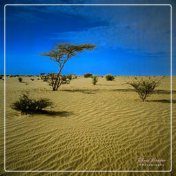 Rub al-Khali, Yemen (65)