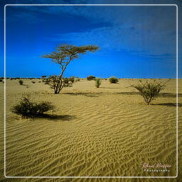 Yémen (65) Rub al-Khali