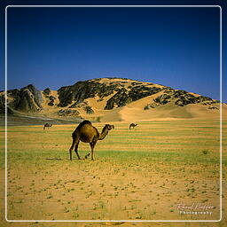 Yemen (66) Rub al-Khali