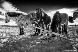 Islandic Landscapes (48) Islandic Horses Islanda