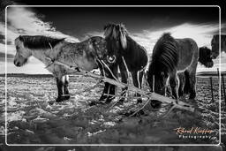 Islandic Horses Iceland, Islandic Landscapes (48)
