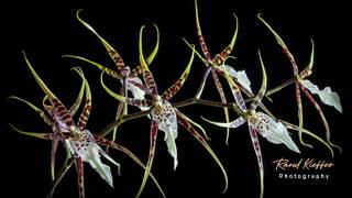 Orchids (18) Brassia - Toscana