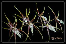 Orchids (18) Brassia - Toscana