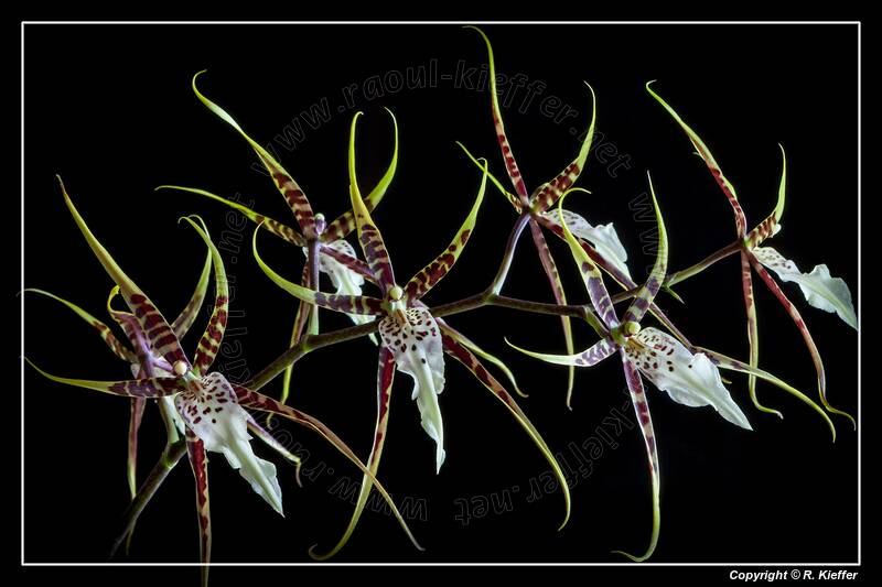 Orchids (18) Brassia - Toscana