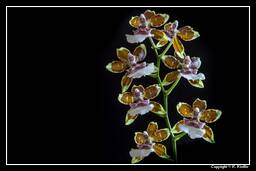Orchids (28) Cambria - Tropical Jungle