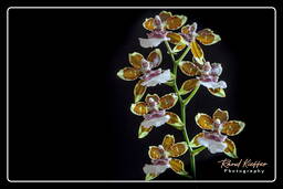 Cambria - Tropical Jungle, Orchids (28)