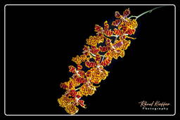 Oncidium - Suzan Kaufmann Butterfy, Orchids (47)