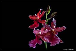 Orchids (58) Cambria - Lazio