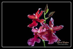 Cambria - Lazio, Orchids (58)
