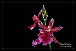 Cambria - Lazio, Orchids (70)