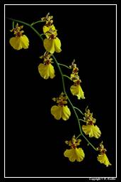 Orchids (99) Oncidium - Sweet Sugar