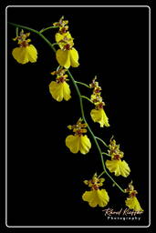 Oncidium - Sweet Sugar, Orchids (99)
