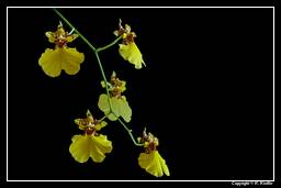 Orchids (109) Oncidium - Sweet Sugar