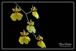Oncidium - Sweet Sugar, Orchids (109)